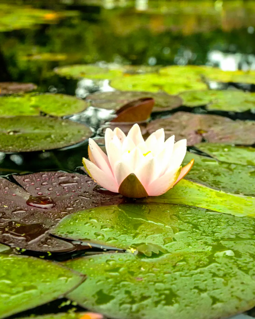 nature-photography-1